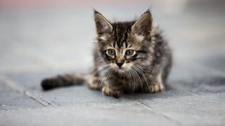 Gatos del Parque Universitario: lanzan campaña de adopción