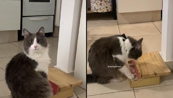 ¡Increíble! Gato se vuelve viral por tocar el piano | VIDEO (Foto: TikTok/@rochiylimon).