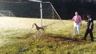 Policías auxiliaron a un ciervo enredado en un arco de fútbol