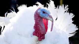 5 tradiciones del Día de Acción de Gracias en Estados Unidos (además de comer pavo)