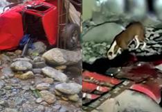 Perro se entera que sus tres dueños fallecieron y acude a lugar del accidente | VIDEO