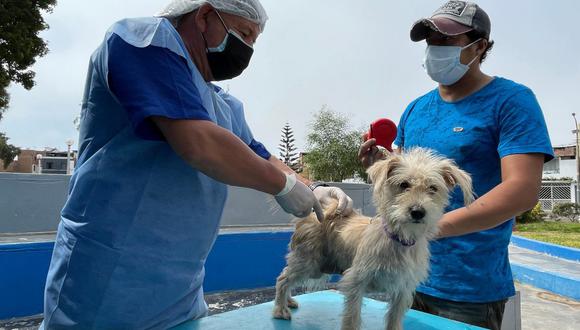 La reglamentación de la 'Ley 4 Patas' es prioritaria para controlar la sobrepoblación animal y contribuir positivamente con la salud de las personas.