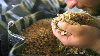 La roya y la caída de precios que derivaron en la crisis del café