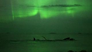 Así "danzan" las ballenas durante la aurora boreal [VIDEO]