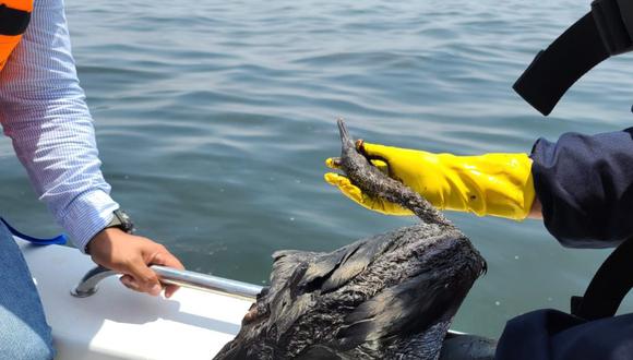 Un ave muerta es recogida en la Reserva Nacional Islas, Islotes y Puntas Guaneras. Foto: Sernanp.