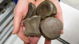 Científicos descubren en Alaska fósil de dinosaurio herbívoro