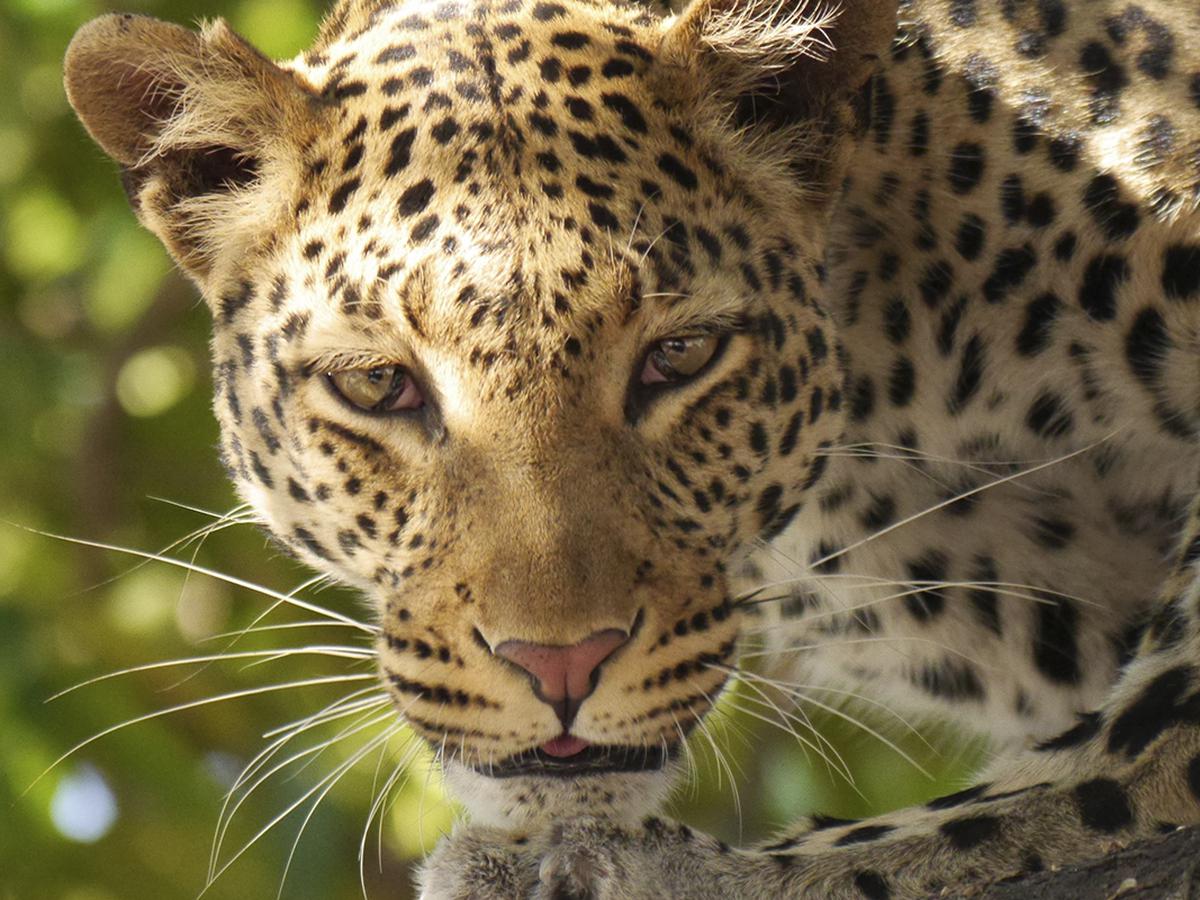 YouTube Viral | La impactante pelea protagonizada por un leopardo y un  cocodrilo por comida | Sudáfrica | Kruger | Video | YT | Yutube | VIRALES |  MAG.
