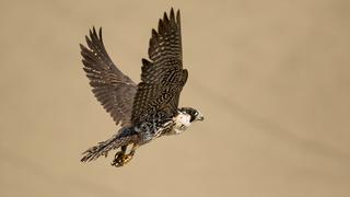 ‘El padrino de los halcones peruanos’ descubre el viaje épico del peregrino desde el Ártico 