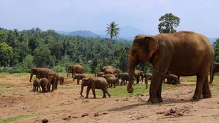 Sri Lanka: tierra de elefantes