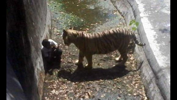 Tigre mata a un hombre en zoológico de la India [VIDEO]