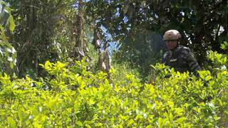 El Gobierno espera erradicar 30 mil hectáreas de coca este año