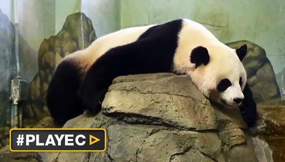 La panda de Washington Mei Xiang estaría embarazada [VIDEO]