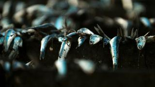 ¿Por qué las anchovetas tragan plástico? La clave está en el olor