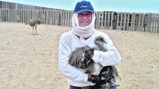 Milenario avestruz andino tiene un nuevo hogar en la costa