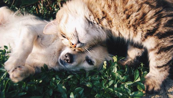 Se suele pensar que gatos y perros son acérrimos enemigos, pero no siempre es así. (Foto referencial: Pixabay)