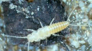 Descubren nueve nuevos insectos ciegos que habitan en cuevas