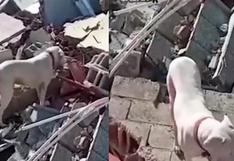Perrito busca a su dueño entre escombros en Turquía | VIDEO