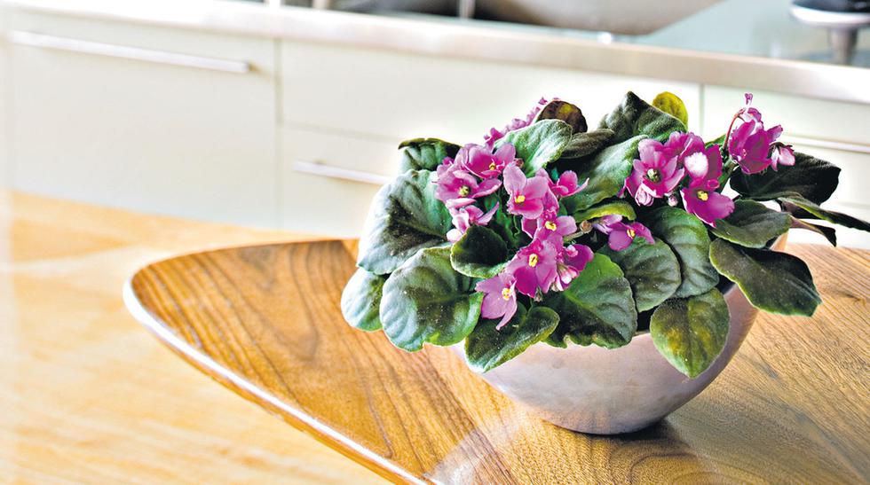 Plantas en casa: descubre cuáles son ideales para interiores | CASA-Y-MAS |  EL COMERCIO PERÚ