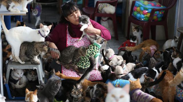 El milagro de vivir cuidando a 175 gatos que sufren leucemia - 1