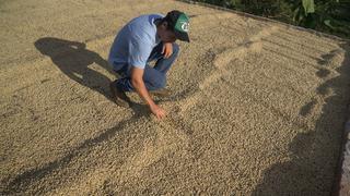 Colombia: Producción de café bajó un 3% en primer semestre del año