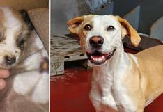 Los Wufs del mes: 3 perros de albergue que aún no tienen la oportunidad de tener un hogar