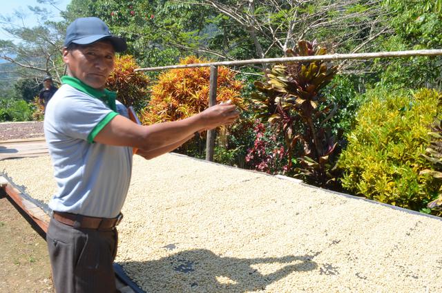 Producción de cacao y café en Putina Punco. (Foto: Carlos Fernández)