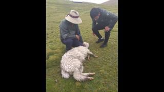 Apurímac:1.520 crías de alpaca han muerto debido a bajas temperaturas y nevadas