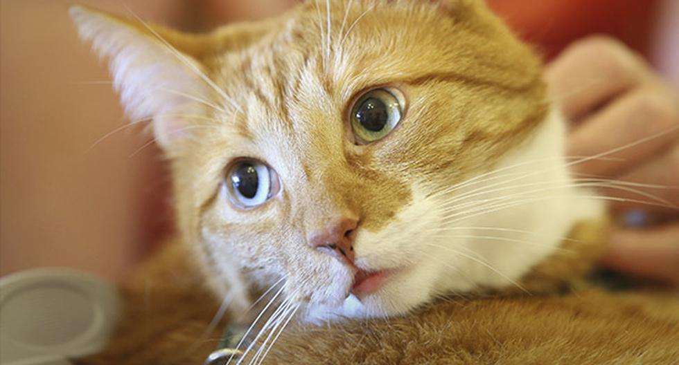 Procesado en Alemania por dejar morir a su gato mientras estaba en la cárcel. (Foto: Getty Images)