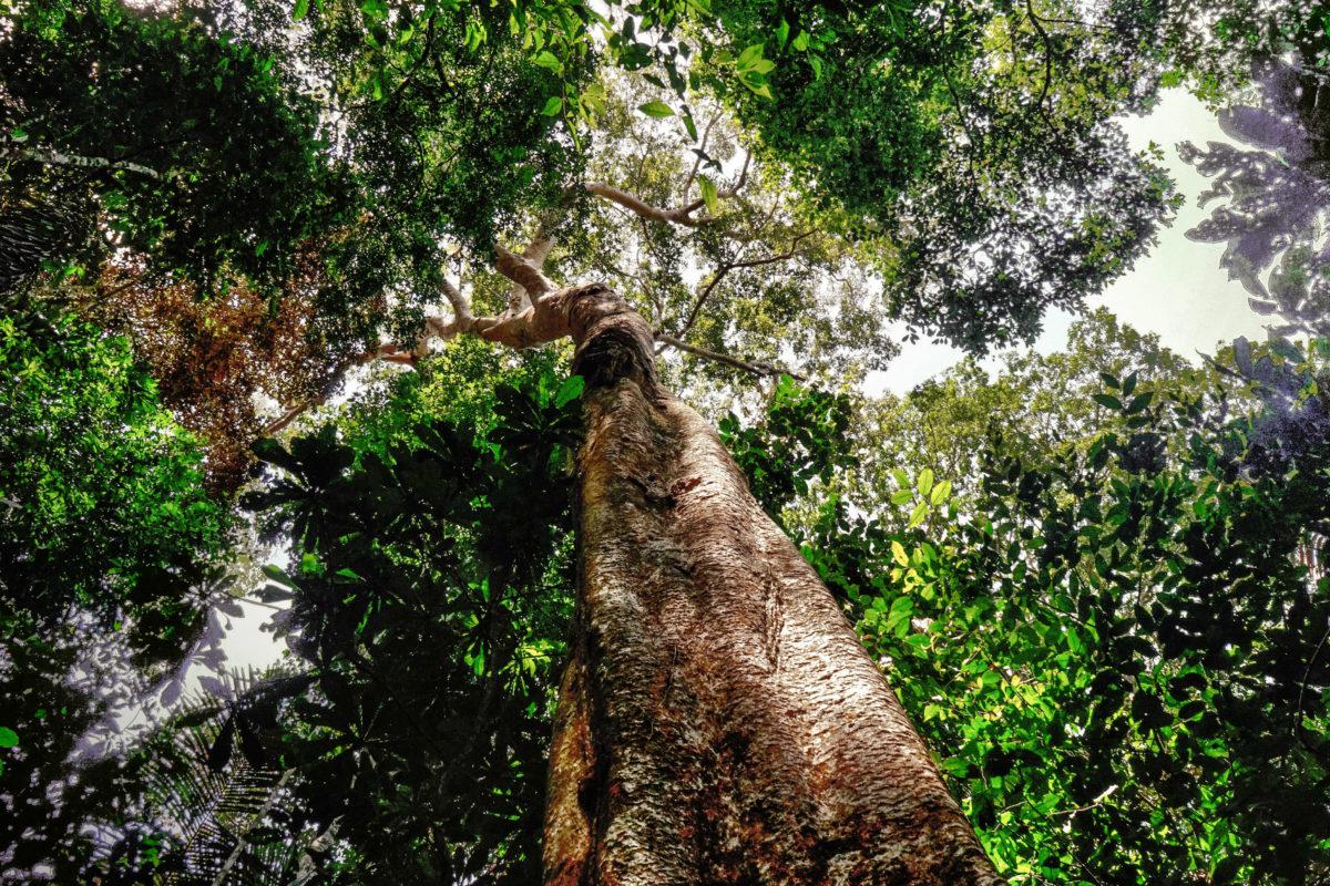 Científicos estiman que si no se toman medidas para su protección la especie podría extinguirse en 10 años. Foto: Leslie Moreno