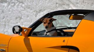 Dejó solo a su perro en el auto sin percatarse que había cometido un gran error