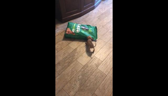 En Facebook se publicó el video de una divertida escena protagonizada por un perro Chihuahua que quiere abrir una bolsa de comida. Morder con todas sus fuerzas hizo viral al clip en las redes sociales. (Foto: Captura)
