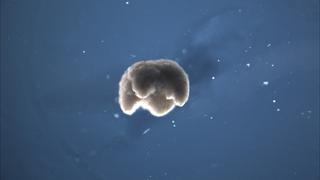 Biotecnología: usan células de rana para diseñar microrrobots 