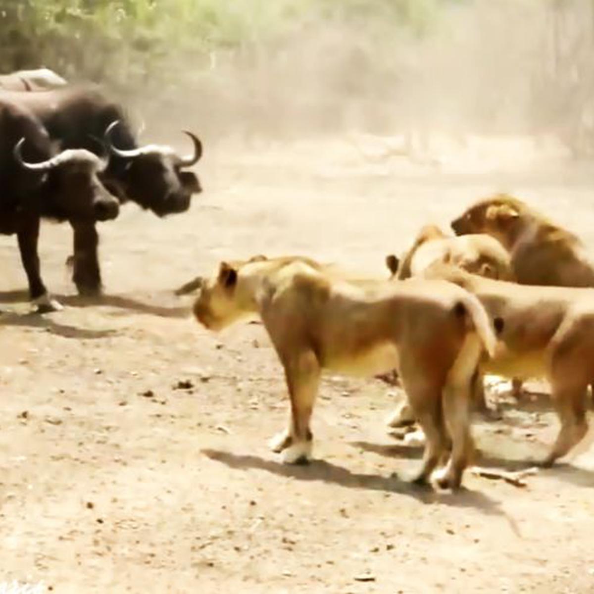 YouTube: pelea entre manada de leones y otra de búfalos se volvió vira |  VIDEO | MUNDO | EL COMERCIO PERÚ