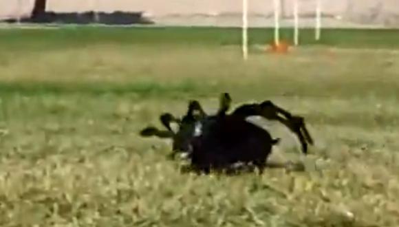 Le salieron imitadores al famoso "perro araña" [VIDEO]