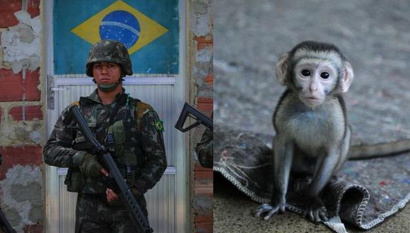 Constantes tiroteos obligan a cerrar zoológico de Río. (Foto: AFP)