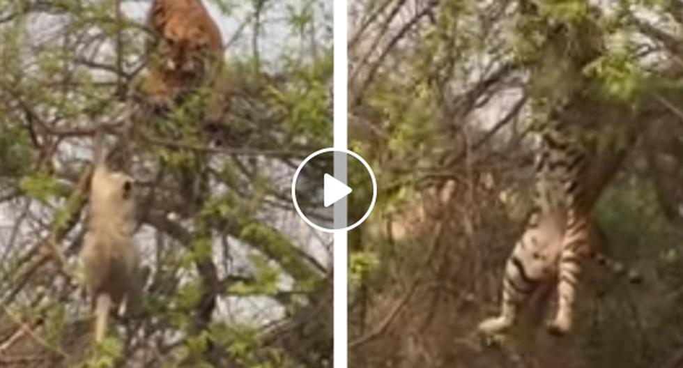 YouTube nos muestra cómo es que un mono se salva por \'obra del destino\' de una muerte segura por el ataque de un tigre. (Foto: captura)