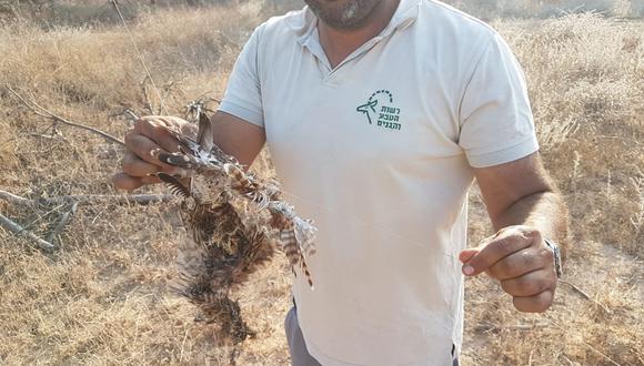 Los inspectores encontraron esta pequeña ave rapaz después de apagar un incendio en el Parque Nacional Habesor y señalaron que "llevaba un arnés que estaba conectado a un cable de acero en el otro extremo que tenía material inflamable". (Autoridad de Parques y Naturaleza de Israel)