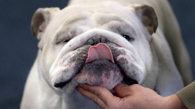 La genética del bulldog inglés está en un punto de quiebre