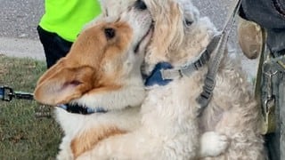 Él es Wallace, el pequeño perro que tiene la costumbre de abrazar a otros canes