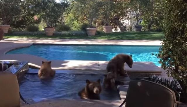 Los osos lucen muy cómodos dentro del agua. (YouTube: ViralHog)
