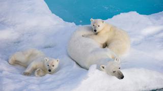 Destino del oso polar depende de frenar el calentamiento global
