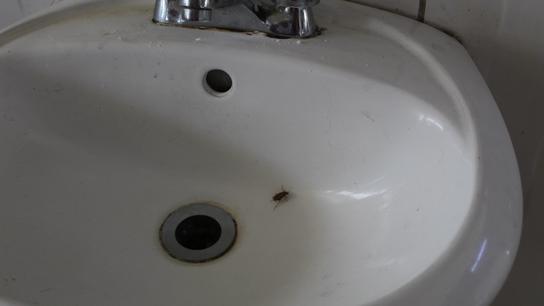 Arequipa: Contraloría encuentra cucarachas en la cocina del Hospital Honorio Delgado