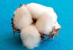 Cómo aprovechar el algodón para aromatizar tu casa en simples pasos