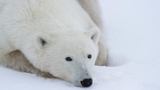 El calentamiento global podría llevar a la extinción de los osos polares antes de 2100 