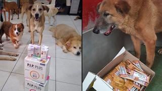 Pese a la coyuntura, WUF logró una de las donaciones más grandes de medicamentos para mascotas en 2020