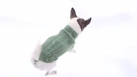 YouTube: ¿Por qué un chihuahua no corre en la nieve? (VIDEO)