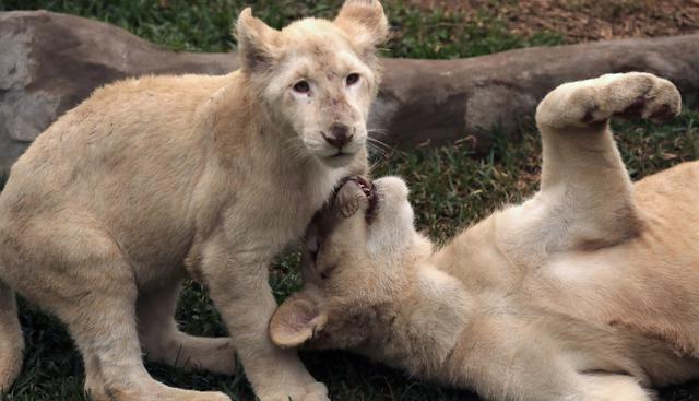 La pareja, una hembra y un macho de 4 y 5 meses de edad, se encuentran en el Zoológico de Huachipa. Se trata de una especie que está en peligro de extinción. (Foto: EFE)