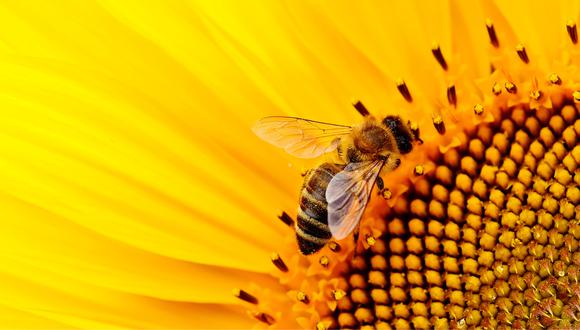 La miel aporta a las abejas fundamentalmente azúcares (son alrededor del 80 % de sus componentes), que ellas transforman en energía (calor y movimiento), y en componentes que usan para la síntesis de otras moléculas.