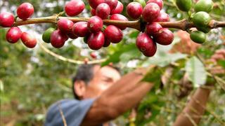 Mincetur: Exportaciones de la selva se duplican y superan los US$ 359 millones