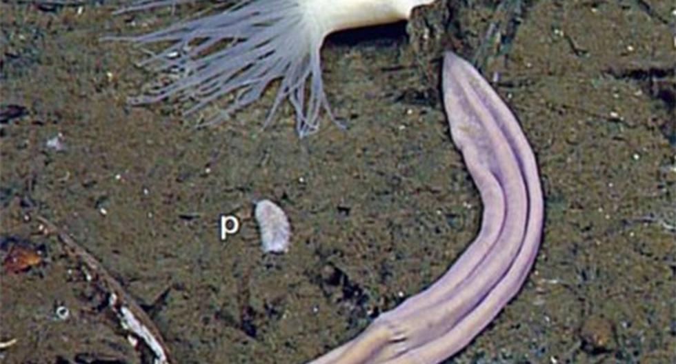 Esta extraña criatura pertenece a una rama antigua de la vida en el océano. (Foto: Scripps Institution of Oceanography)